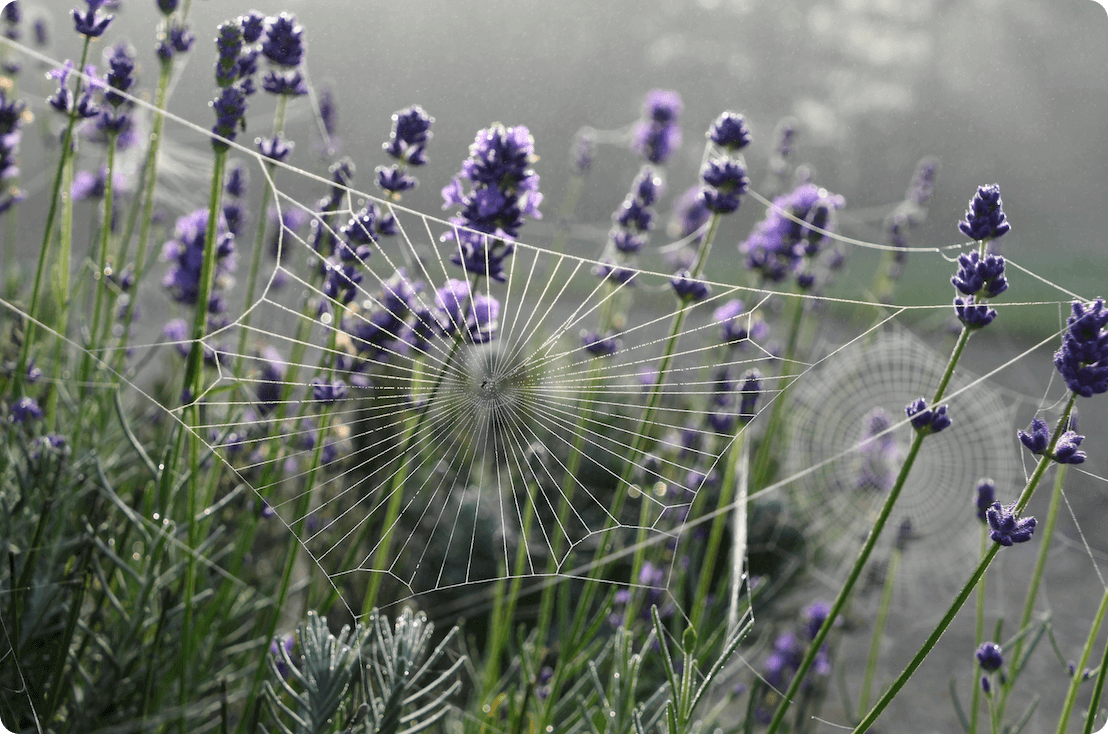 Dew covered spiderwebs on lavender, by MargJohnsonVA