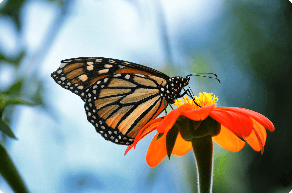 Monarch Butterfly on an orange Zenia flower by MargJohnsonVA